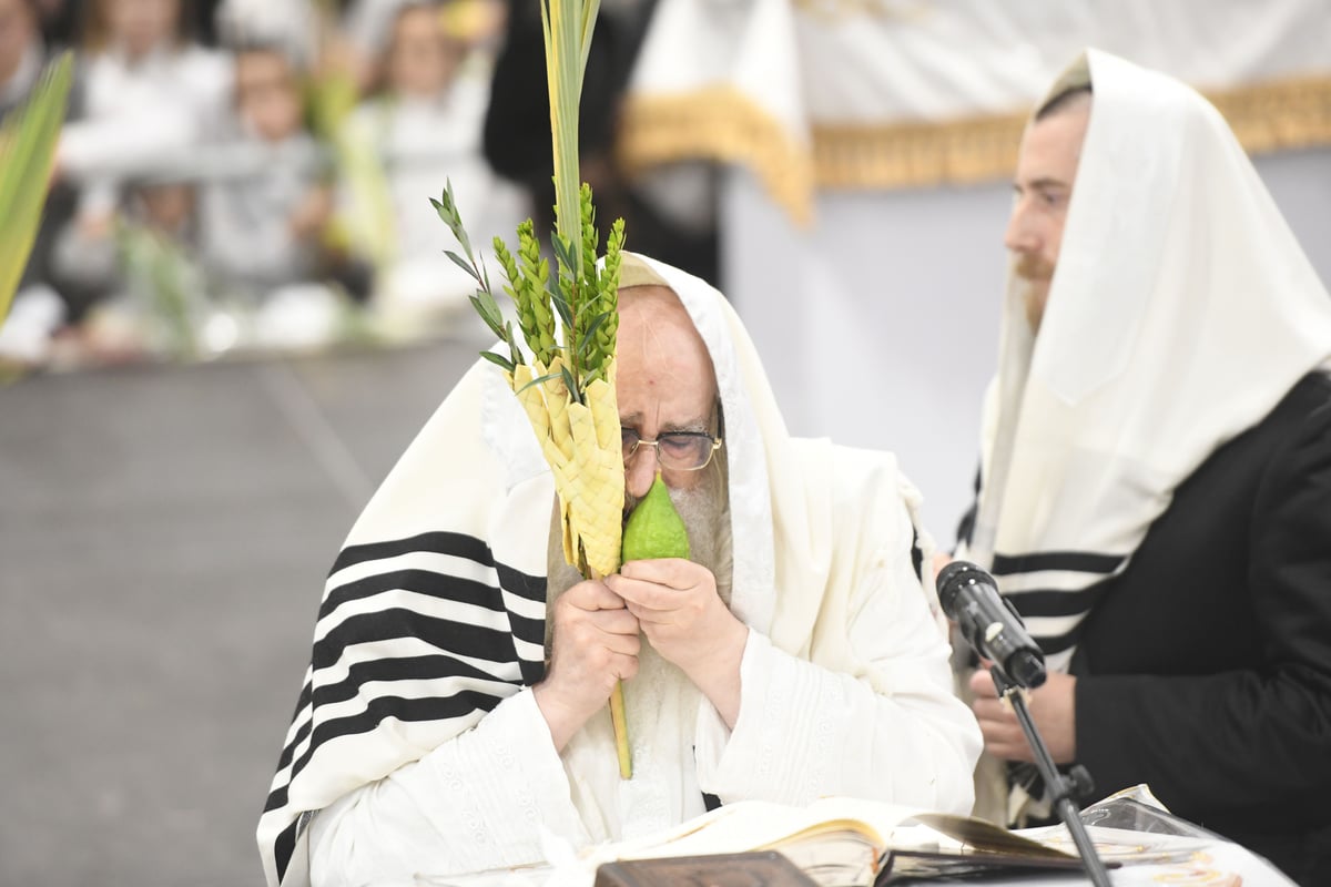 'העפיל טיש': הושענא רבה ושמחת תורה בצאנז