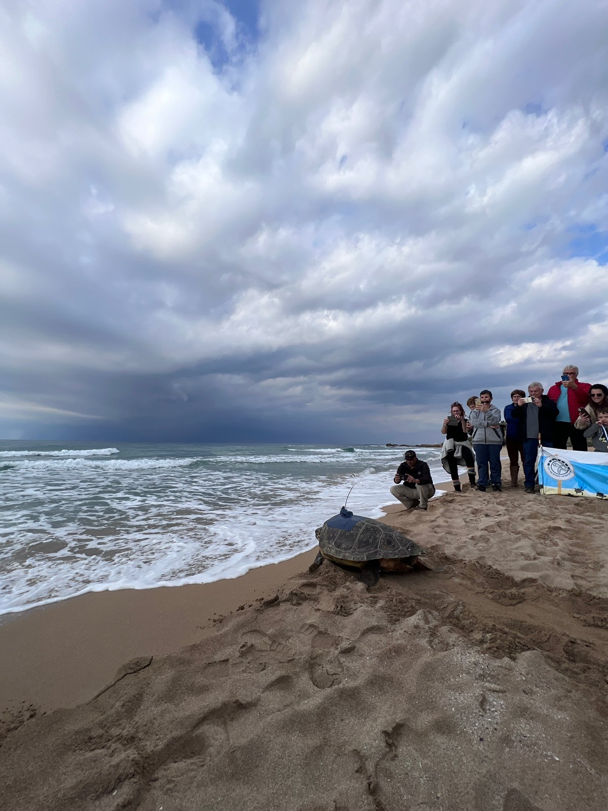 חמישה צבי ים עברו שיקום והוחזרו לחוף בננה ביץ' | צפו