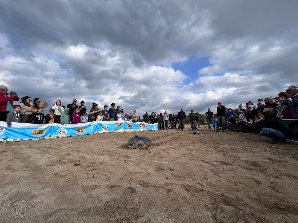 חמישה צבי ים עברו שיקום והוחזרו לחוף בננה ביץ' | צפו