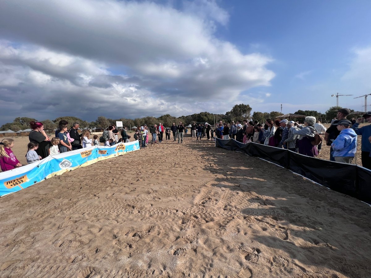 חמישה צבי ים עברו שיקום והוחזרו לחוף בננה ביץ' | צפו