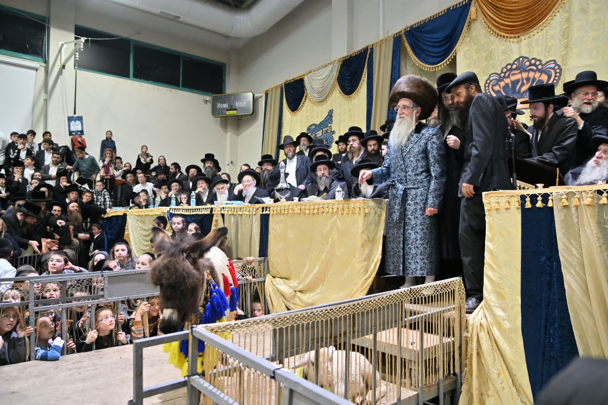 מעמד פטר חמור ברובע החרדי בראשות הרבי ממעליץ | צפו