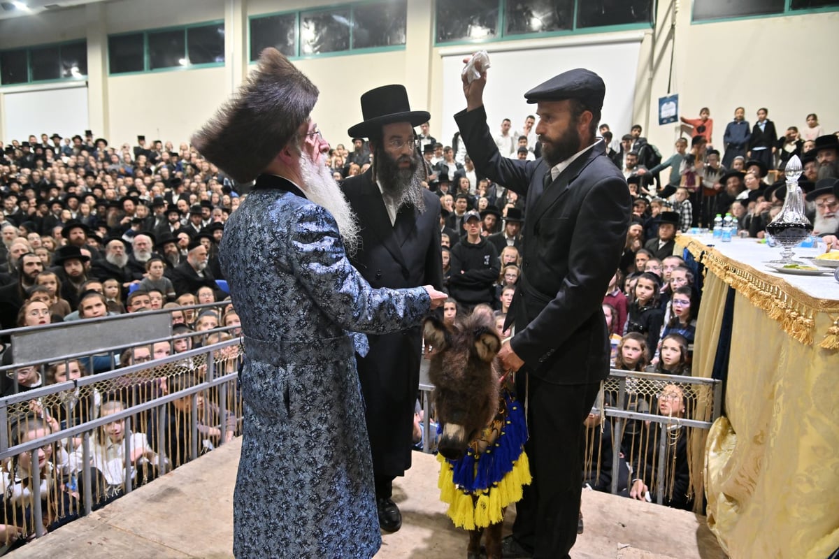 מעמד פטר חמור ברובע החרדי בראשות הרבי ממעליץ | צפו