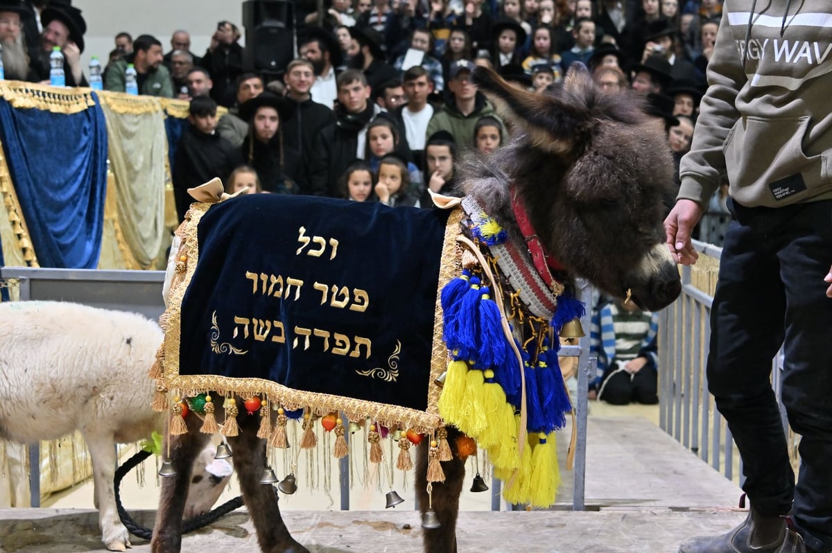 מעמד פטר חמור ברובע החרדי בראשות הרבי ממעליץ | צפו