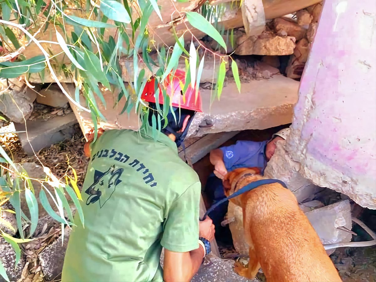 הכלבים הריחו את ה"נעדרים" מתחת להריסות