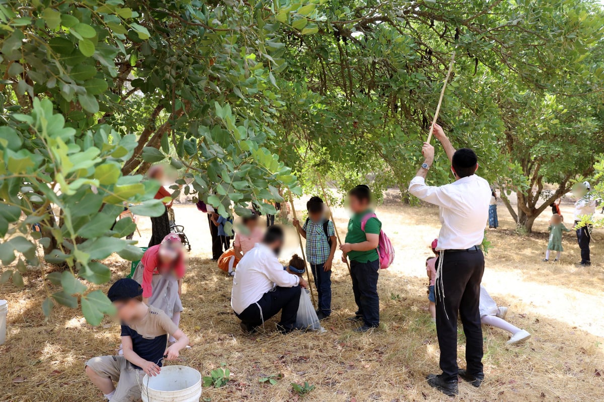 בקק"ל חוגגים ט"ו בשבט ומסכמים שנת שמיטה