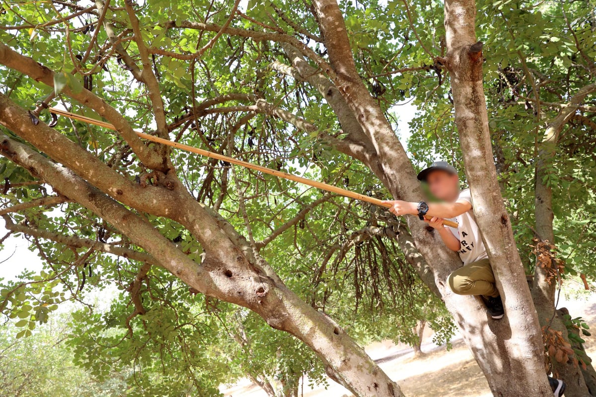 בקק"ל חוגגים ט"ו בשבט ומסכמים שנת שמיטה