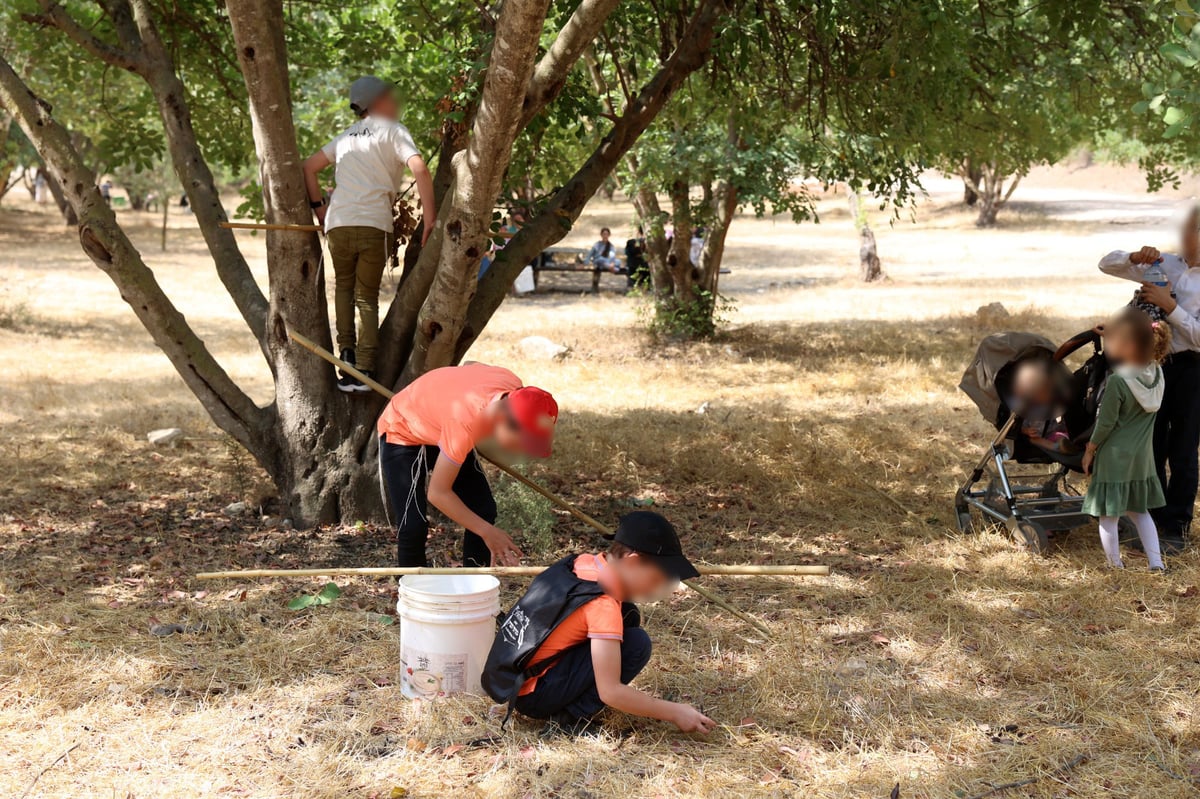 בקק"ל חוגגים ט"ו בשבט ומסכמים שנת שמיטה