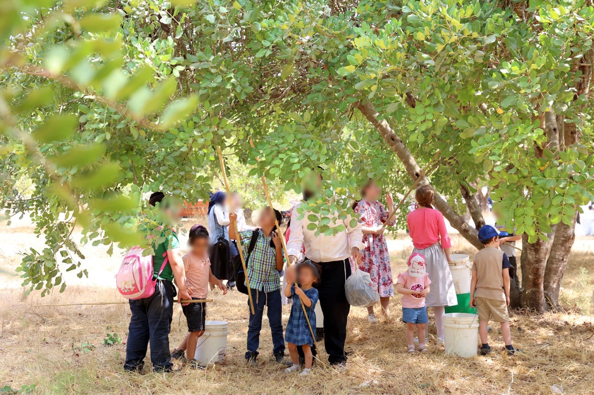 בקק"ל חוגגים ט"ו בשבט ומסכמים שנת שמיטה