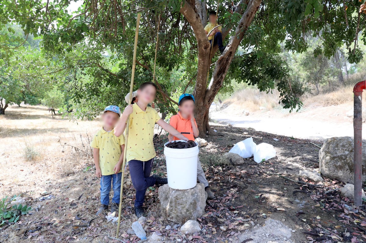 בקק"ל חוגגים ט"ו בשבט ומסכמים שנת שמיטה