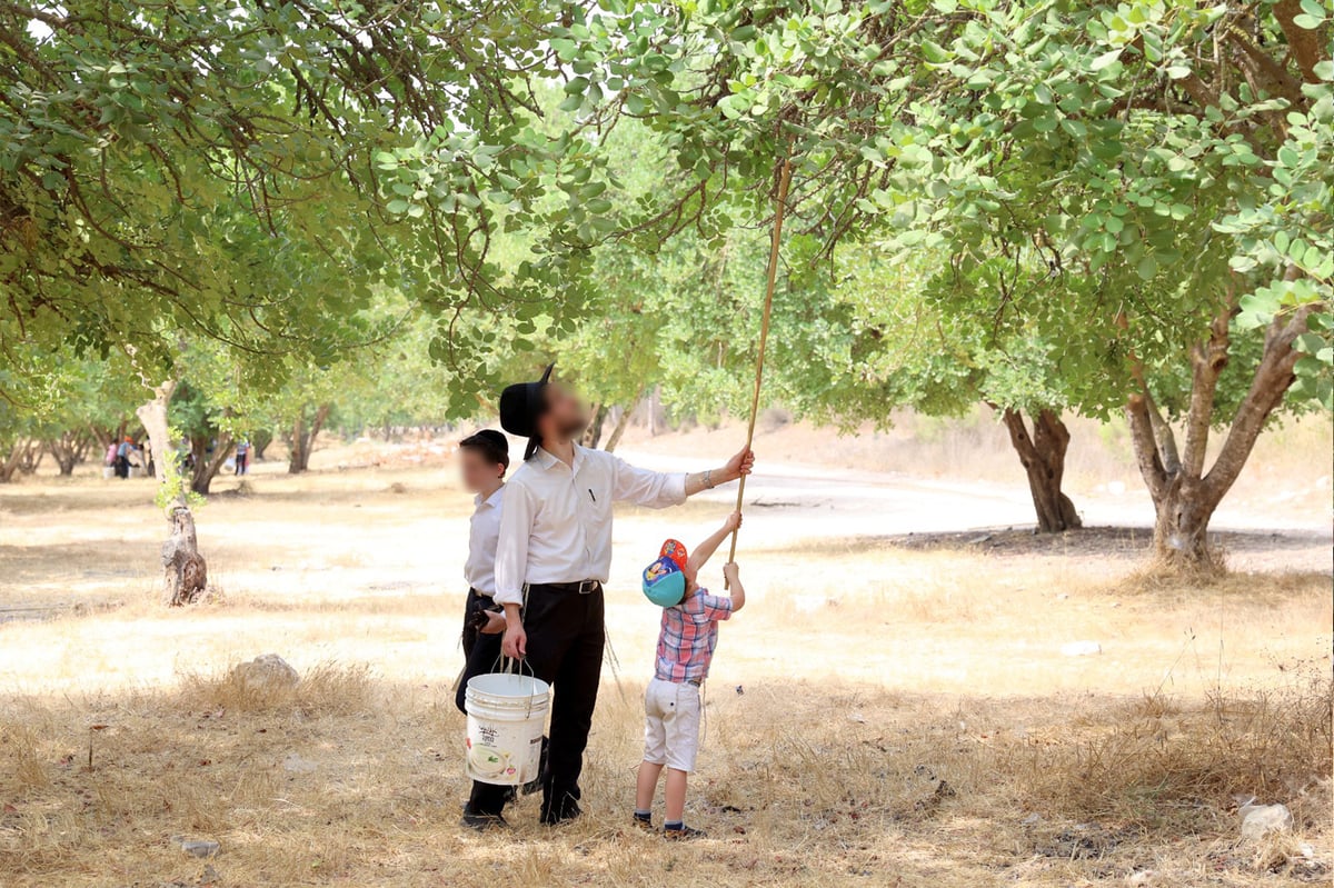 בקק"ל חוגגים ט"ו בשבט ומסכמים שנת שמיטה