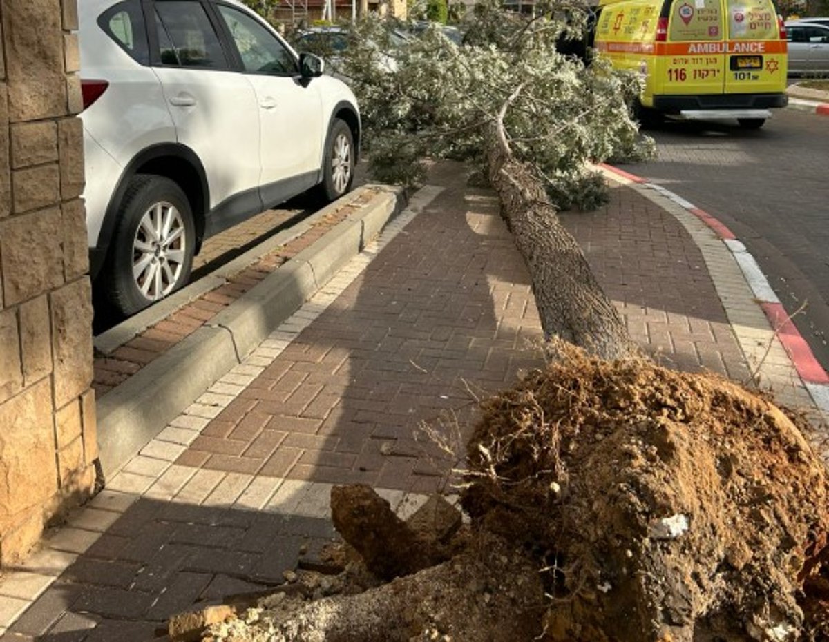 רוחות אימתניות: עצים קרסו, דוד חשמל עף ופער חור בתקרה