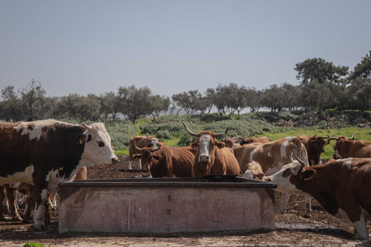 מעיין בית הקשתות | צפו בגלריה של חיים גולדברג