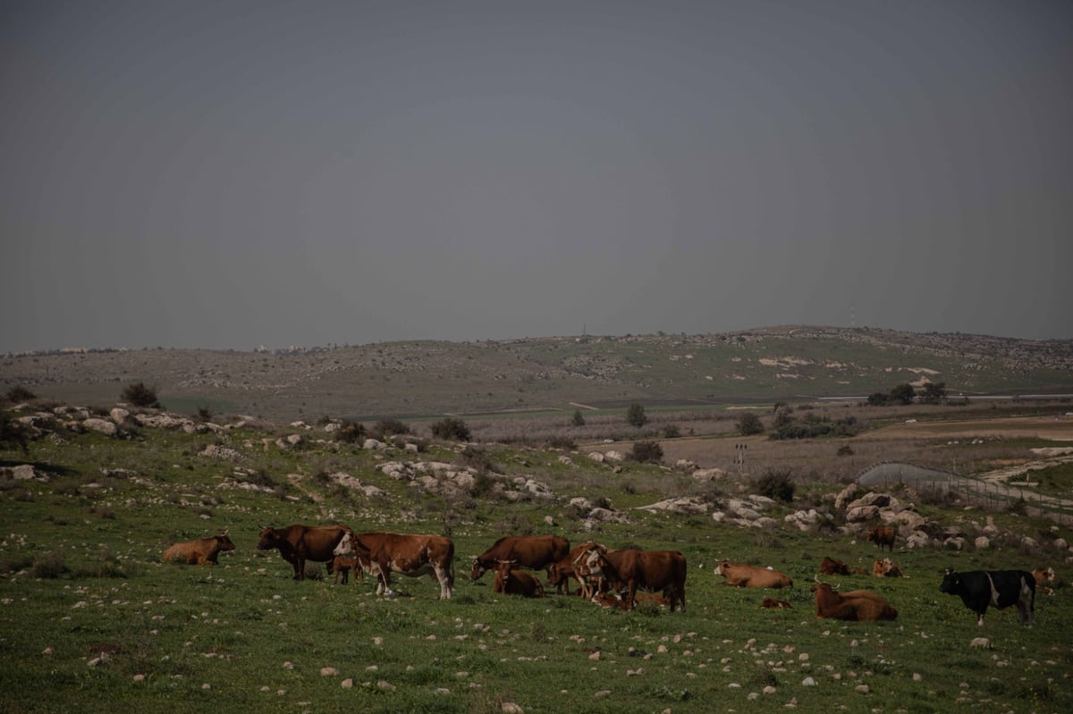 מעיין בית הקשתות | צפו בגלריה של חיים גולדברג