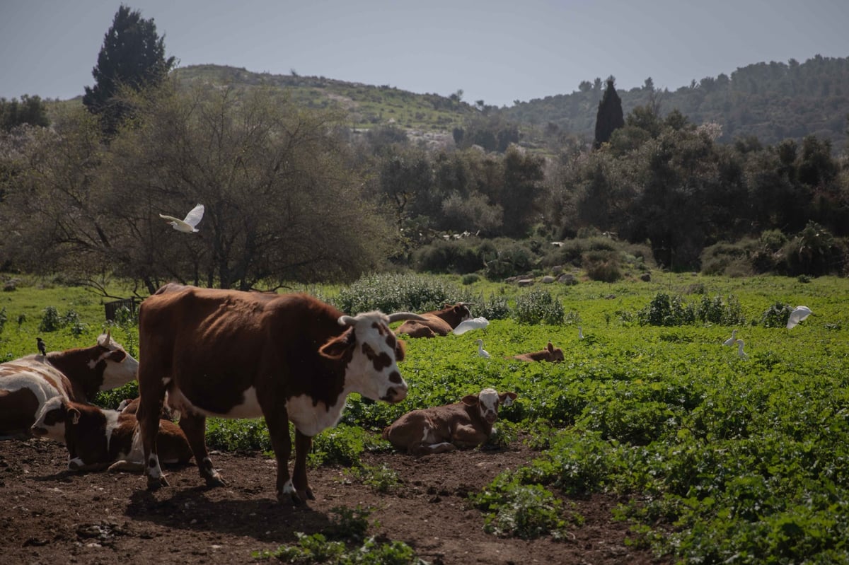 מעיין בית הקשתות | צפו בגלריה של חיים גולדברג