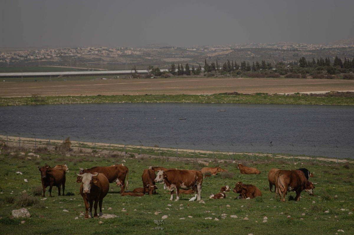 מעיין בית הקשתות | צפו בגלריה של חיים גולדברג