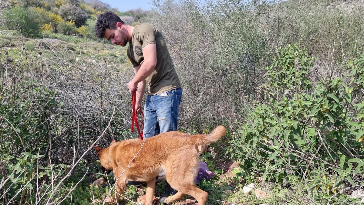 תיכף שנה להיעלמות: יום חיפושים אחר קליינרמן ועוד שני 'נעדרי מירון'