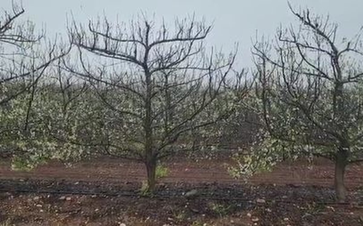 גשמי ברכה? "במידה והגשם ימשך יום יומיים לא יהיה נזק"