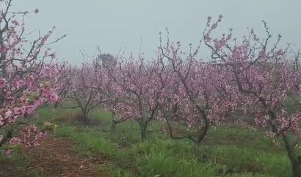 גשמי ברכה? "במידה והגשם ימשך יום יומיים לא יהיה נזק"