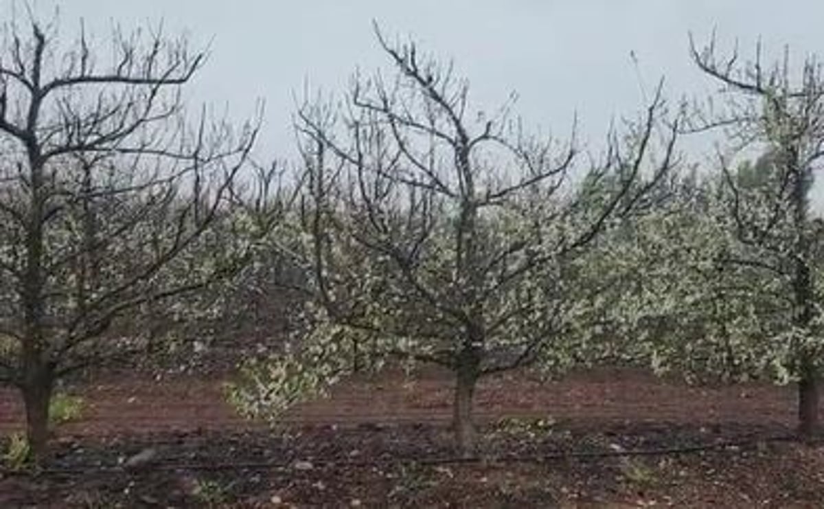 גשמי ברכה? "במידה והגשם ימשך יום יומיים לא יהיה נזק"