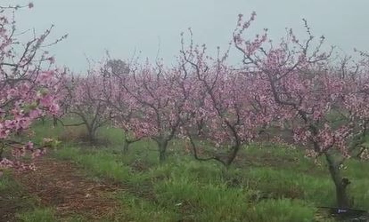 גשמי ברכה? "במידה והגשם ימשך יום יומיים לא יהיה נזק"