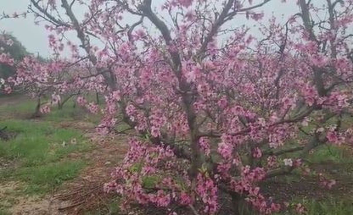 גשמי ברכה? "במידה והגשם ימשך יום יומיים לא יהיה נזק"