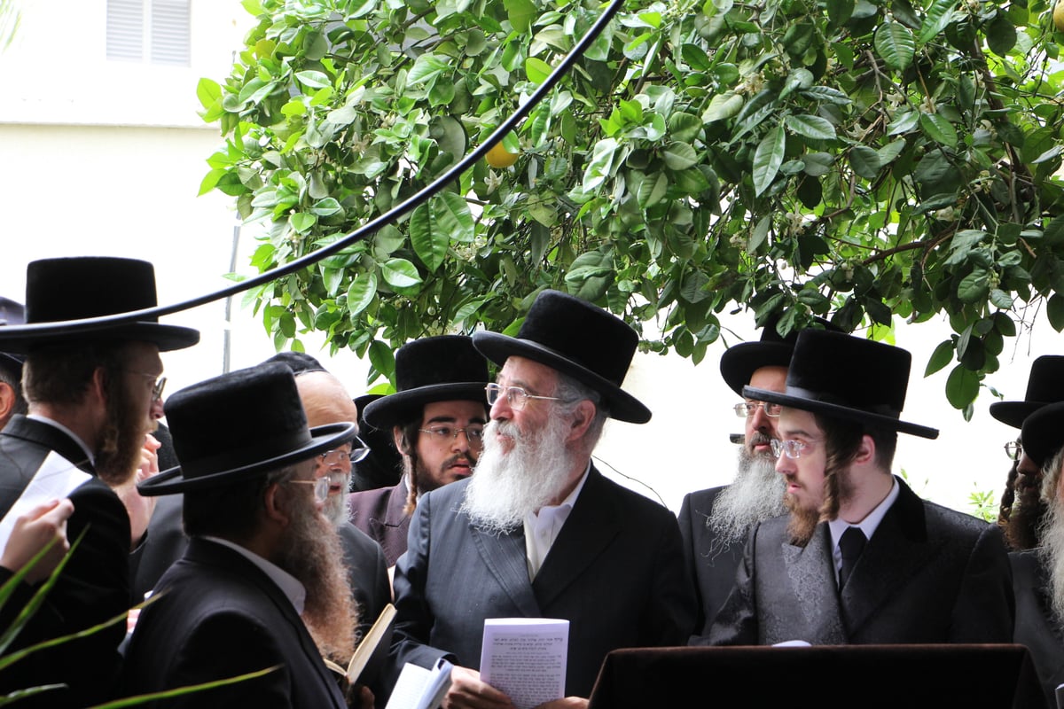 ברכת האילנות של האדמו"ר מסאדיגורה | תיעוד