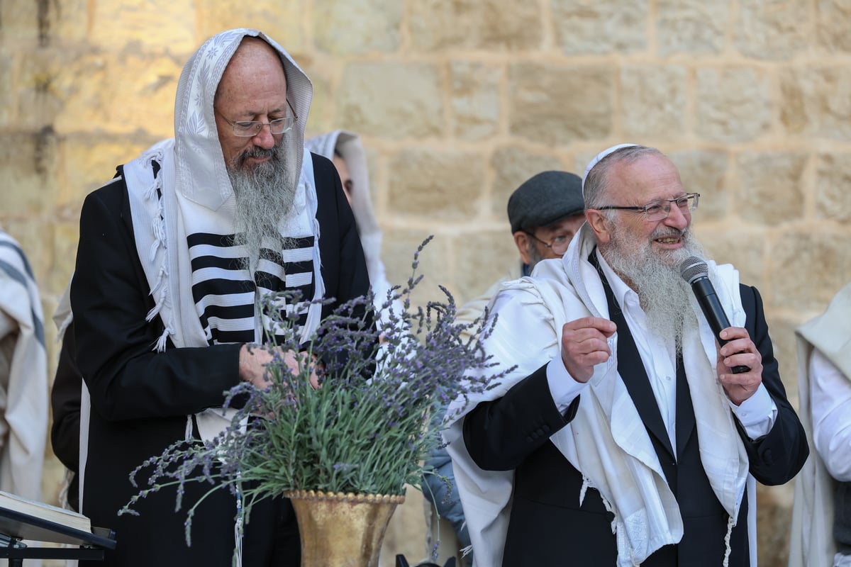 המונים בתפילת הלל חגיגית בעיר העתיקה בצפת | גלריה מיוחדת