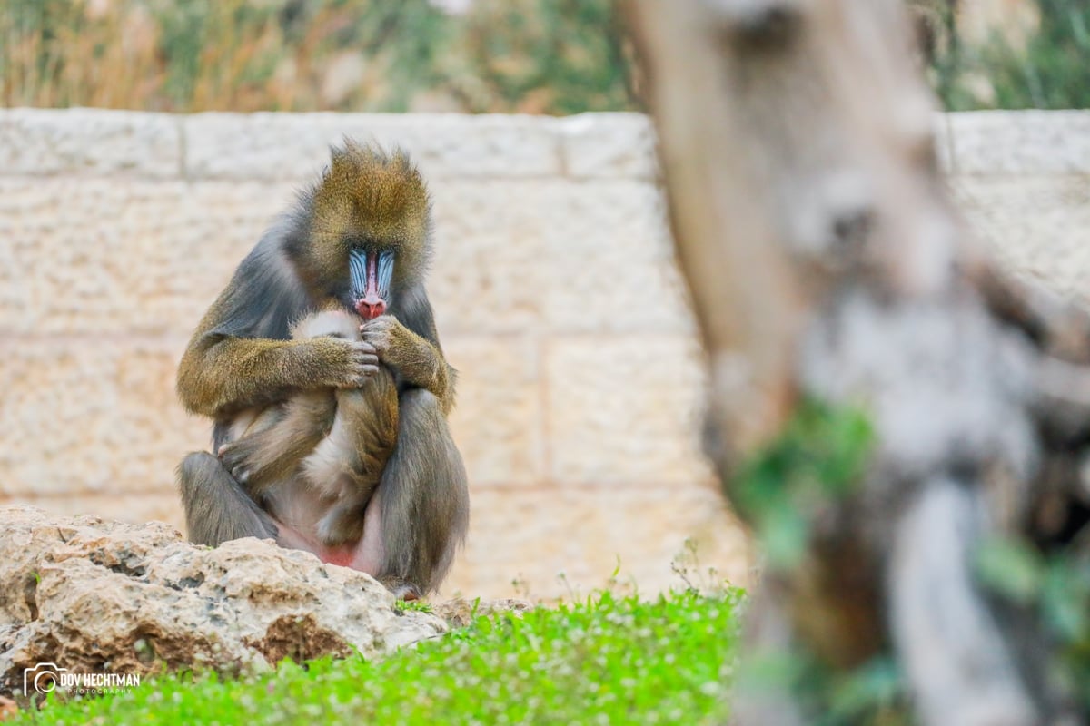 ביקור בגן החיות התנכ"י | צפו בגלריה מרהיבה