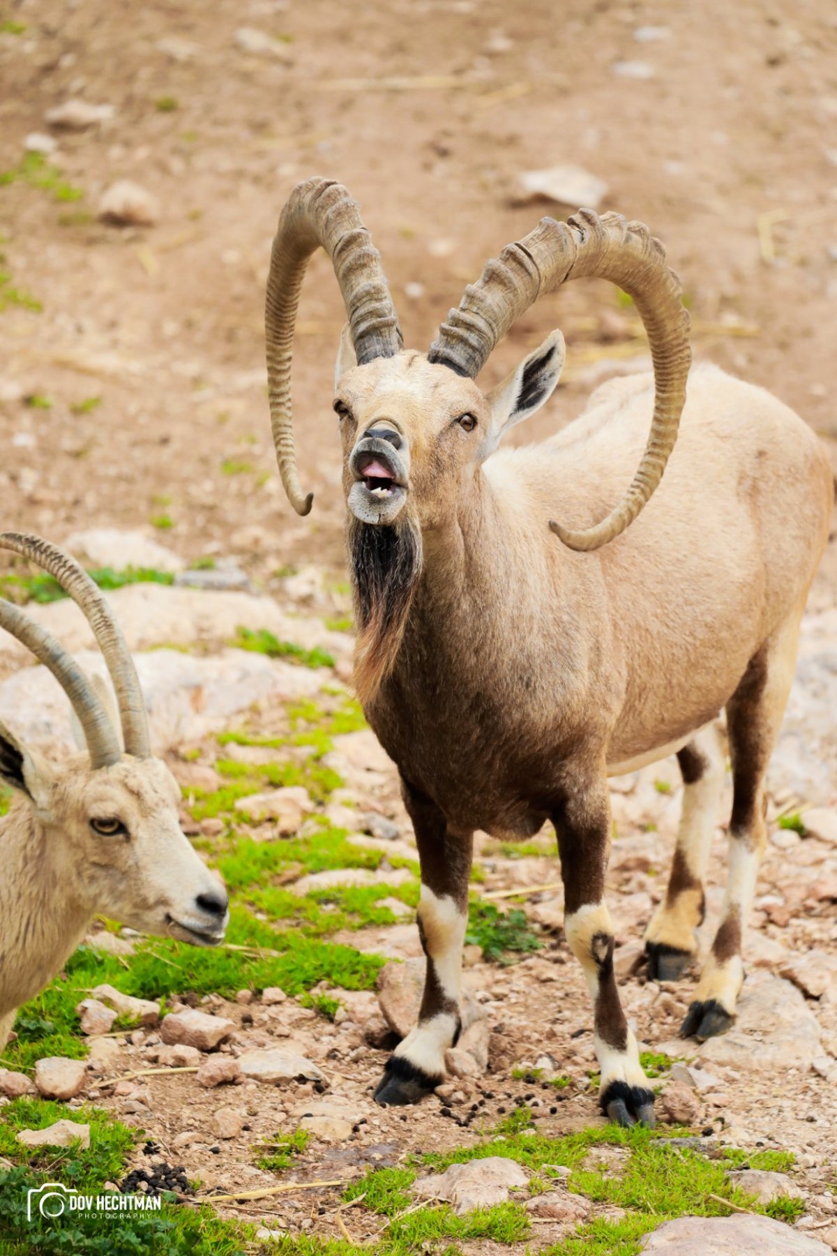 ביקור בגן החיות התנכ"י | צפו בגלריה מרהיבה