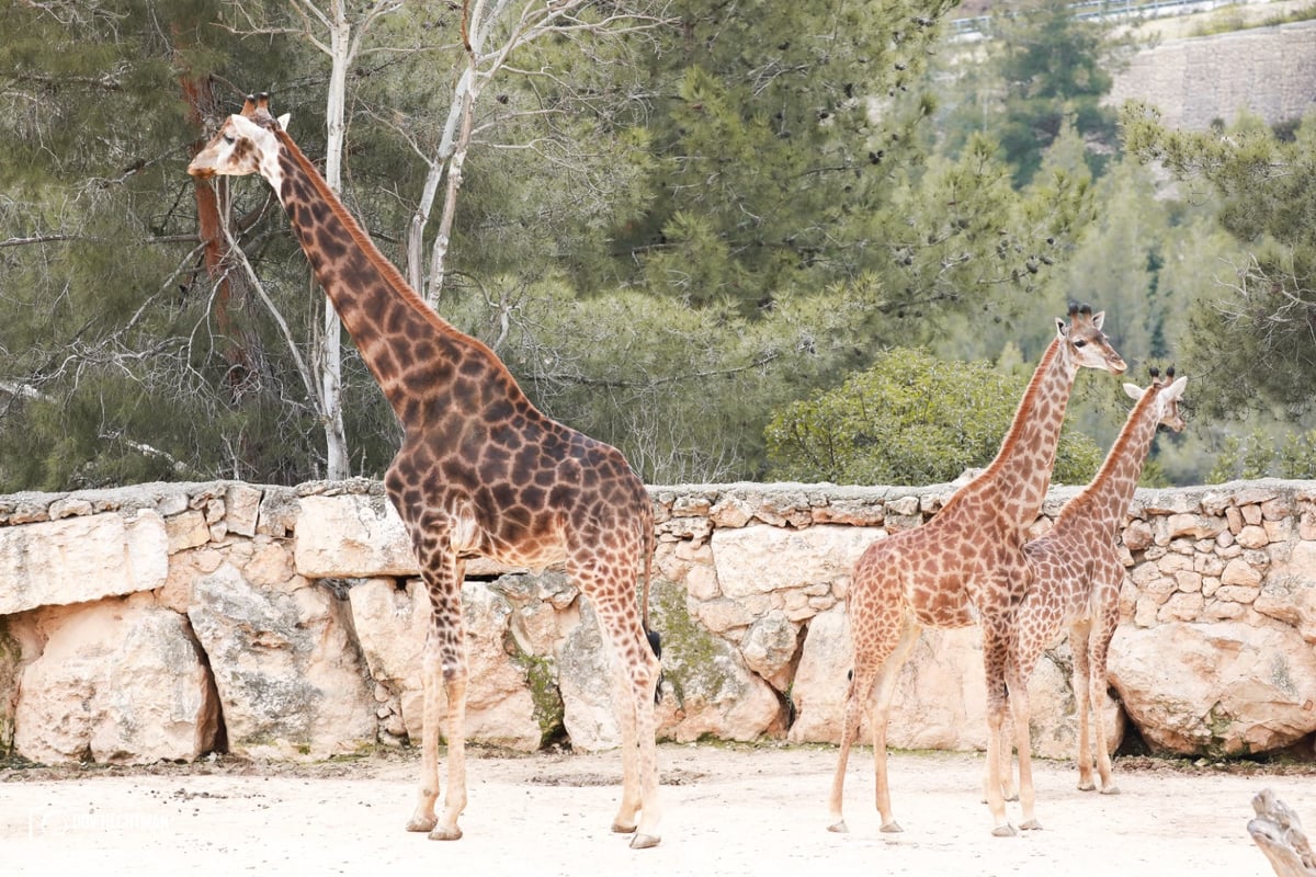 ביקור בגן החיות התנכ"י | צפו בגלריה מרהיבה