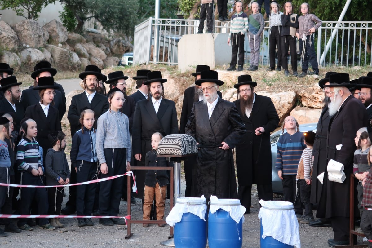 מראות חג הפסח בחצר סערט ויז'ניץ | צפו בגלריה