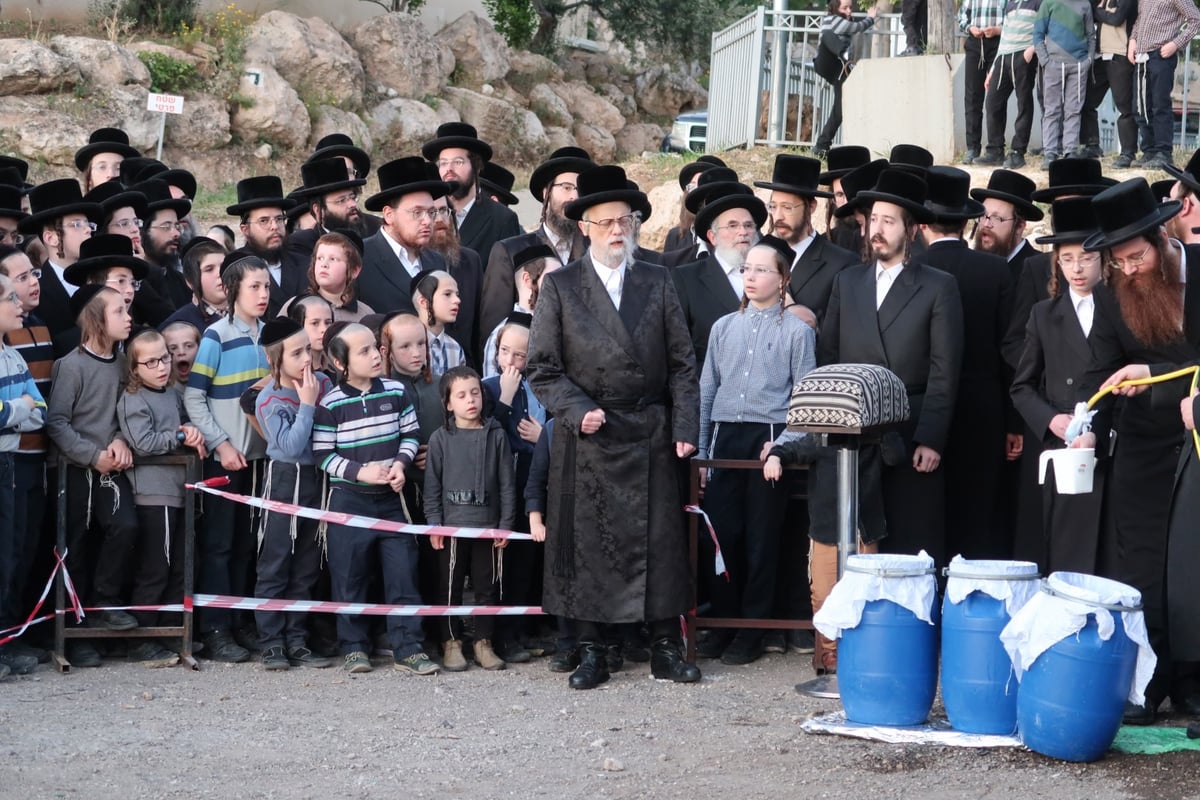 מראות חג הפסח בחצר סערט ויז'ניץ | צפו בגלריה