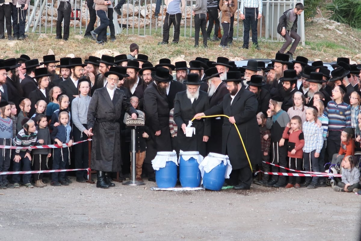 מראות חג הפסח בחצר סערט ויז'ניץ | צפו בגלריה