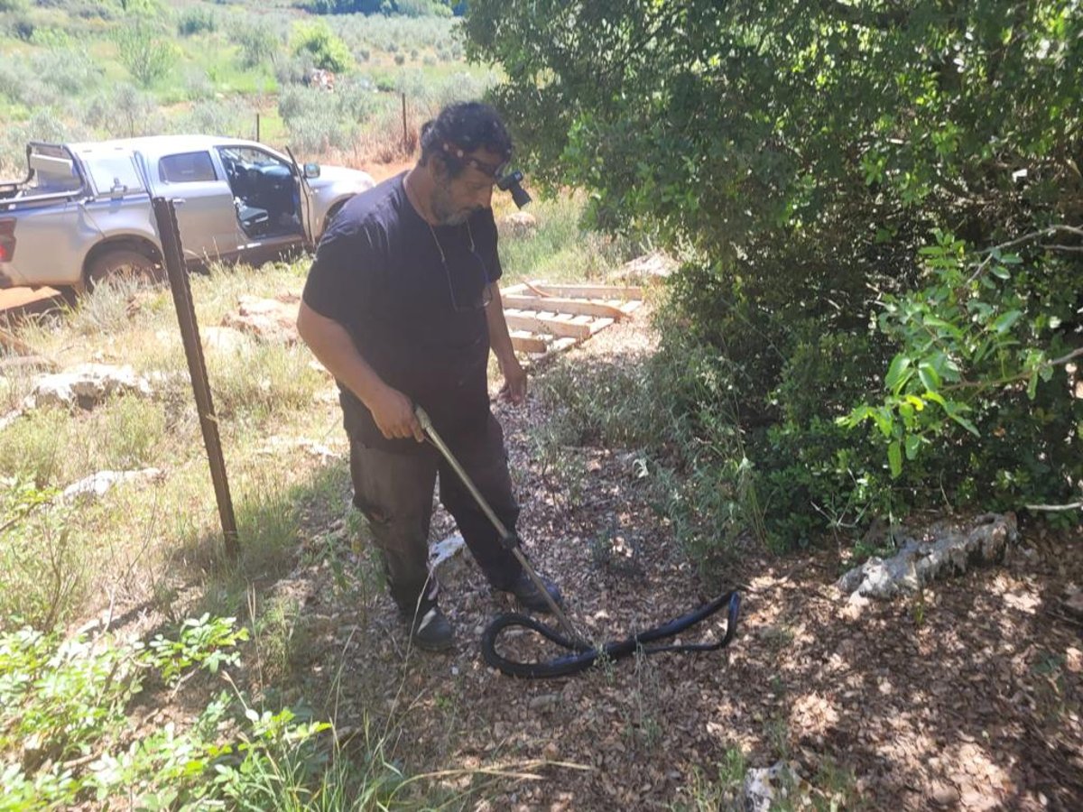 כך חילצו את הזעמן השחור שהיה לכוד בתוך הבור | צפו