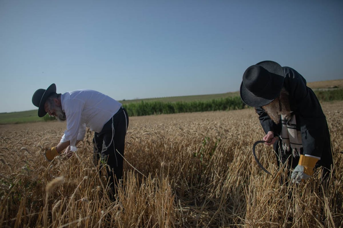 תיעוד מיוחד: האברכים יצאו לקציר חיטים