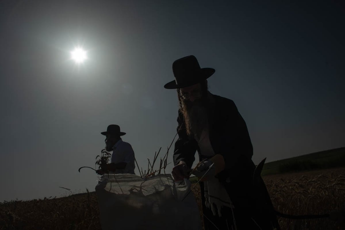 תיעוד מיוחד: האברכים יצאו לקציר חיטים