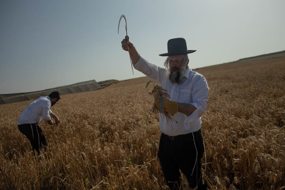 תיעוד מיוחד: האברכים יצאו לקציר חיטים