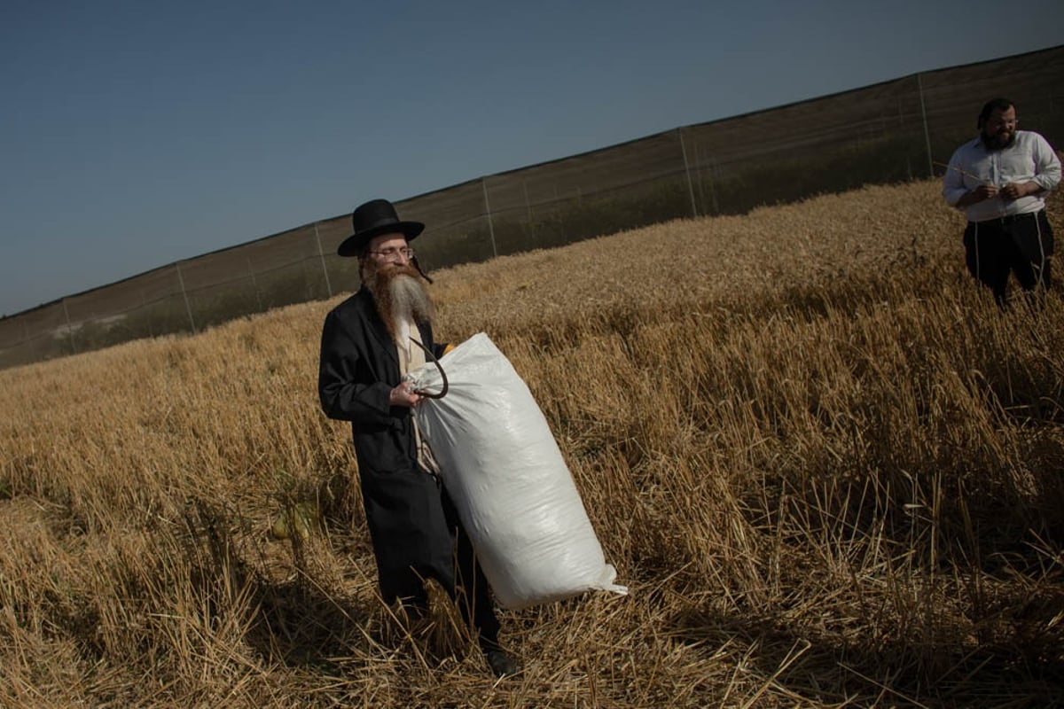 תיעוד מיוחד: האברכים יצאו לקציר חיטים