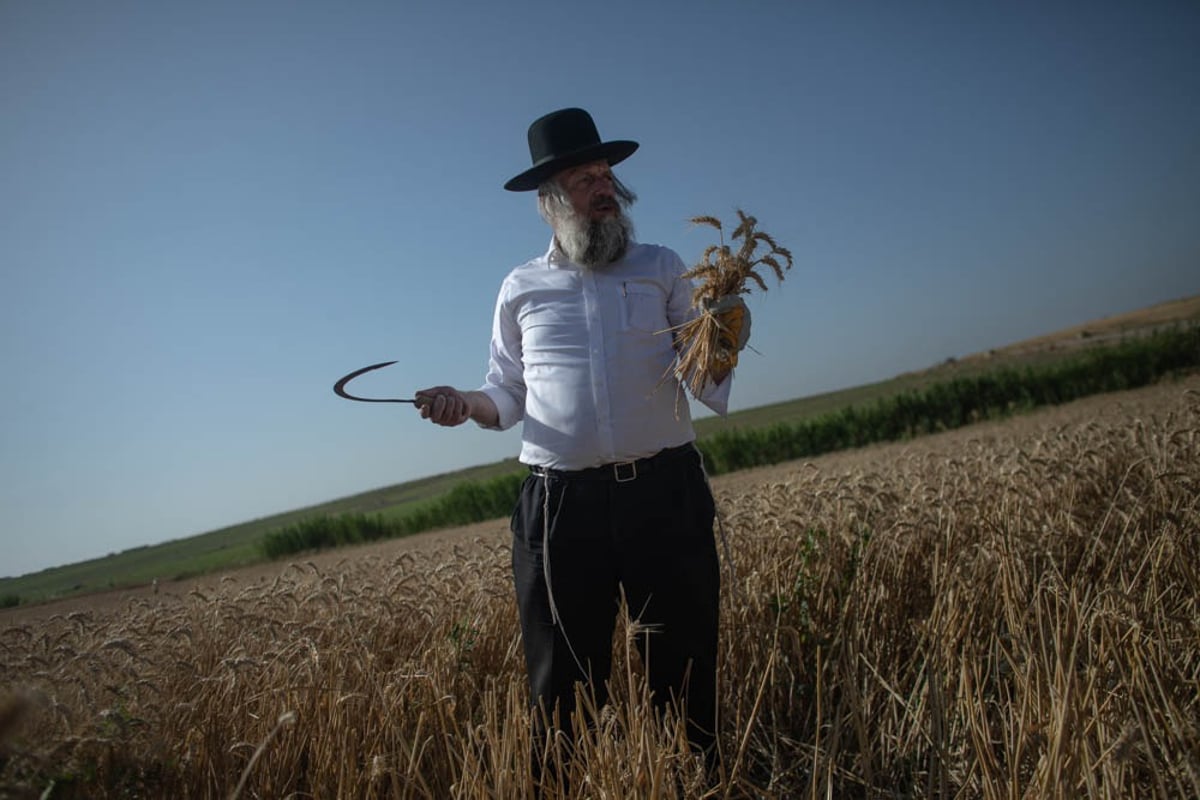 תיעוד מיוחד: האברכים יצאו לקציר חיטים