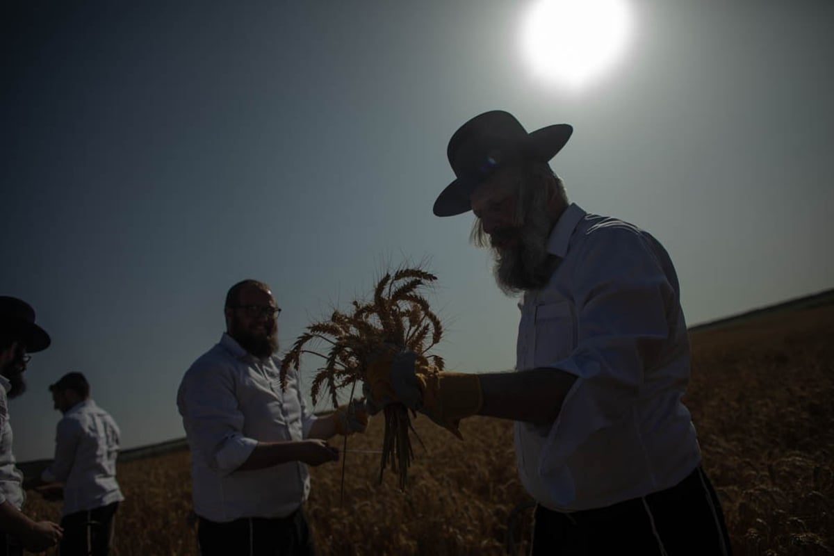 תיעוד מיוחד: האברכים יצאו לקציר חיטים