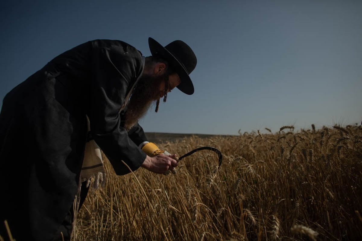 תיעוד מיוחד: האברכים יצאו לקציר חיטים