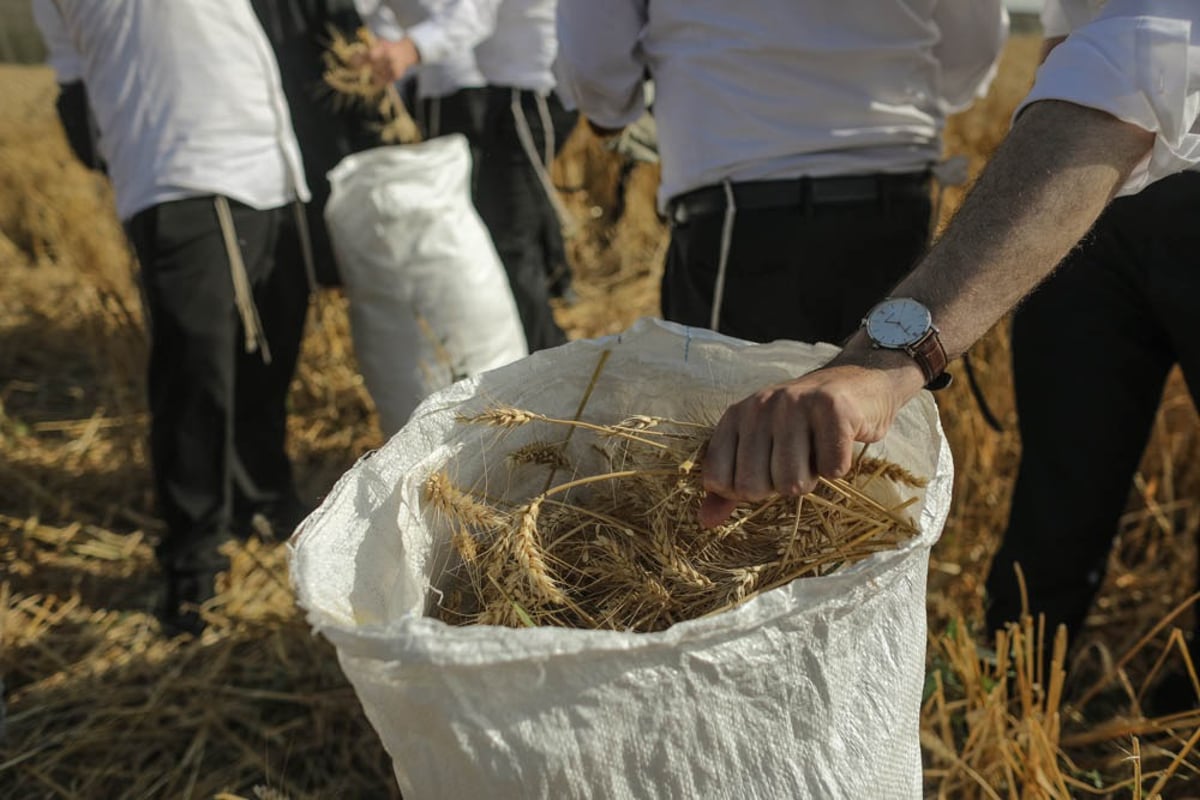 תיעוד מיוחד: האברכים יצאו לקציר חיטים