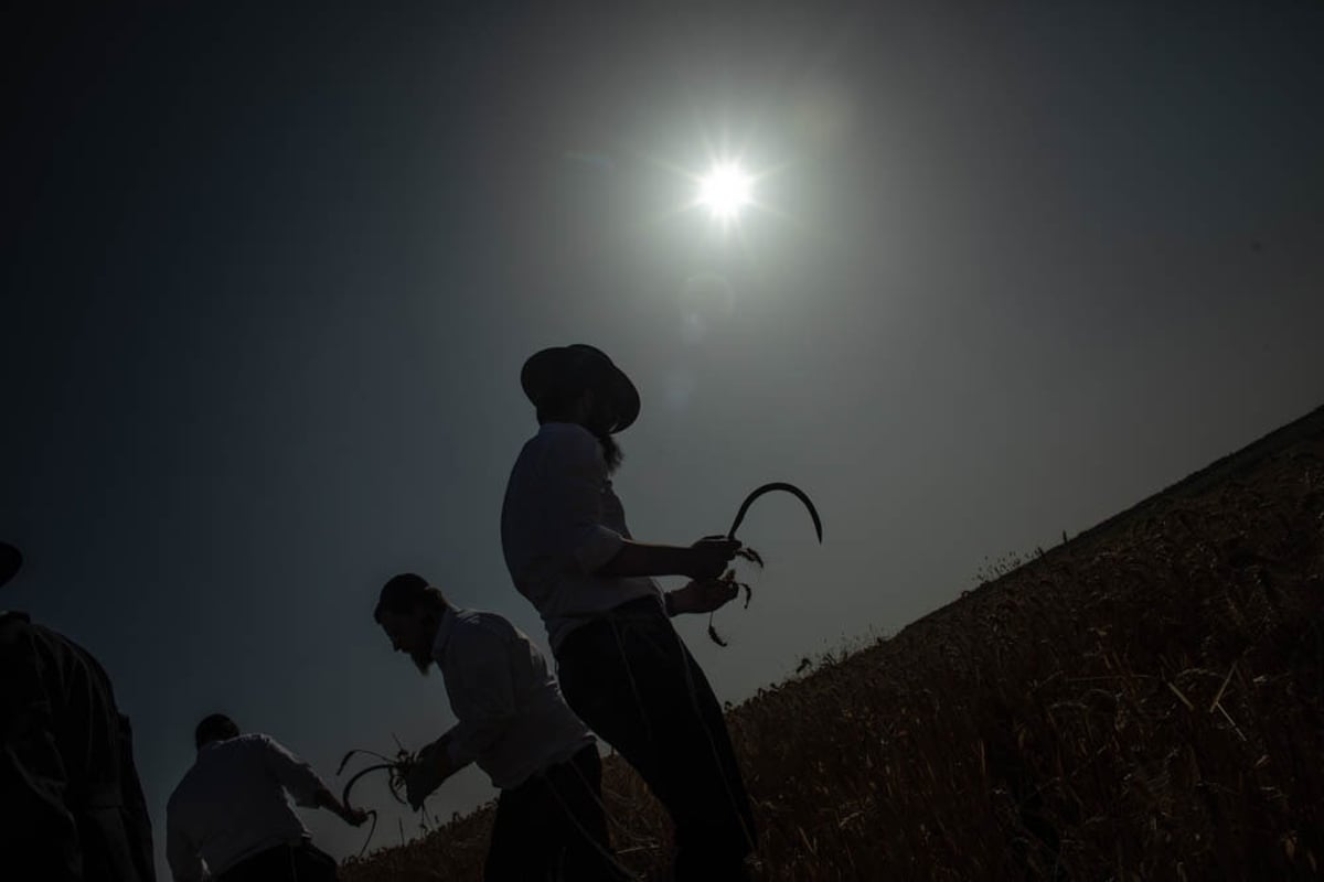 תיעוד מיוחד: האברכים יצאו לקציר חיטים