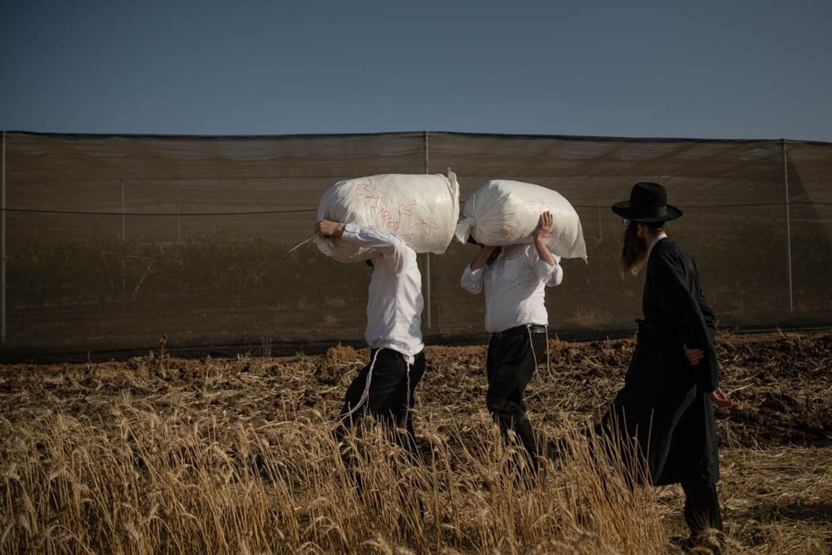 תיעוד מיוחד: האברכים יצאו לקציר חיטים