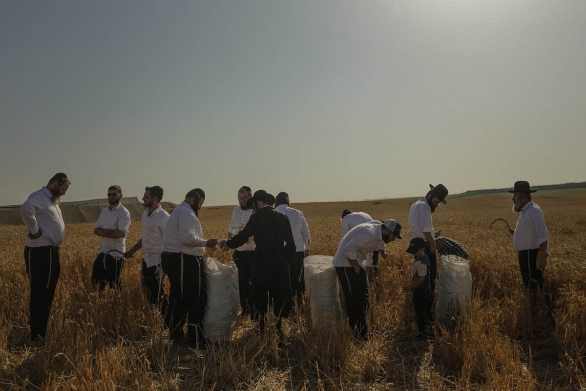 תיעוד מיוחד: האברכים יצאו לקציר חיטים