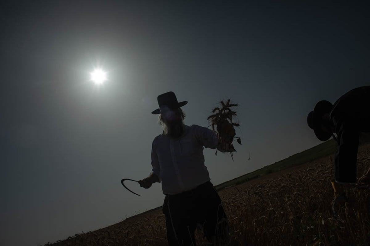 תיעוד מיוחד: האברכים יצאו לקציר חיטים