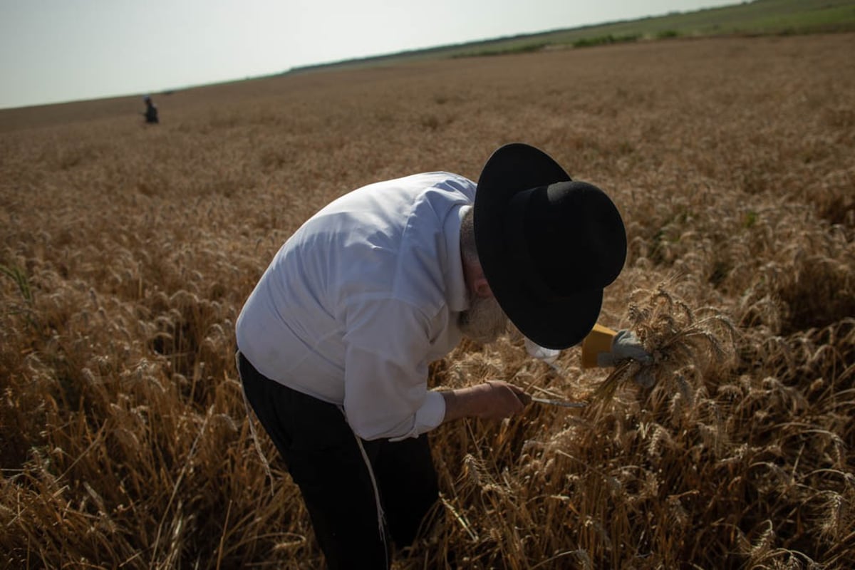 תיעוד מיוחד: האברכים יצאו לקציר חיטים