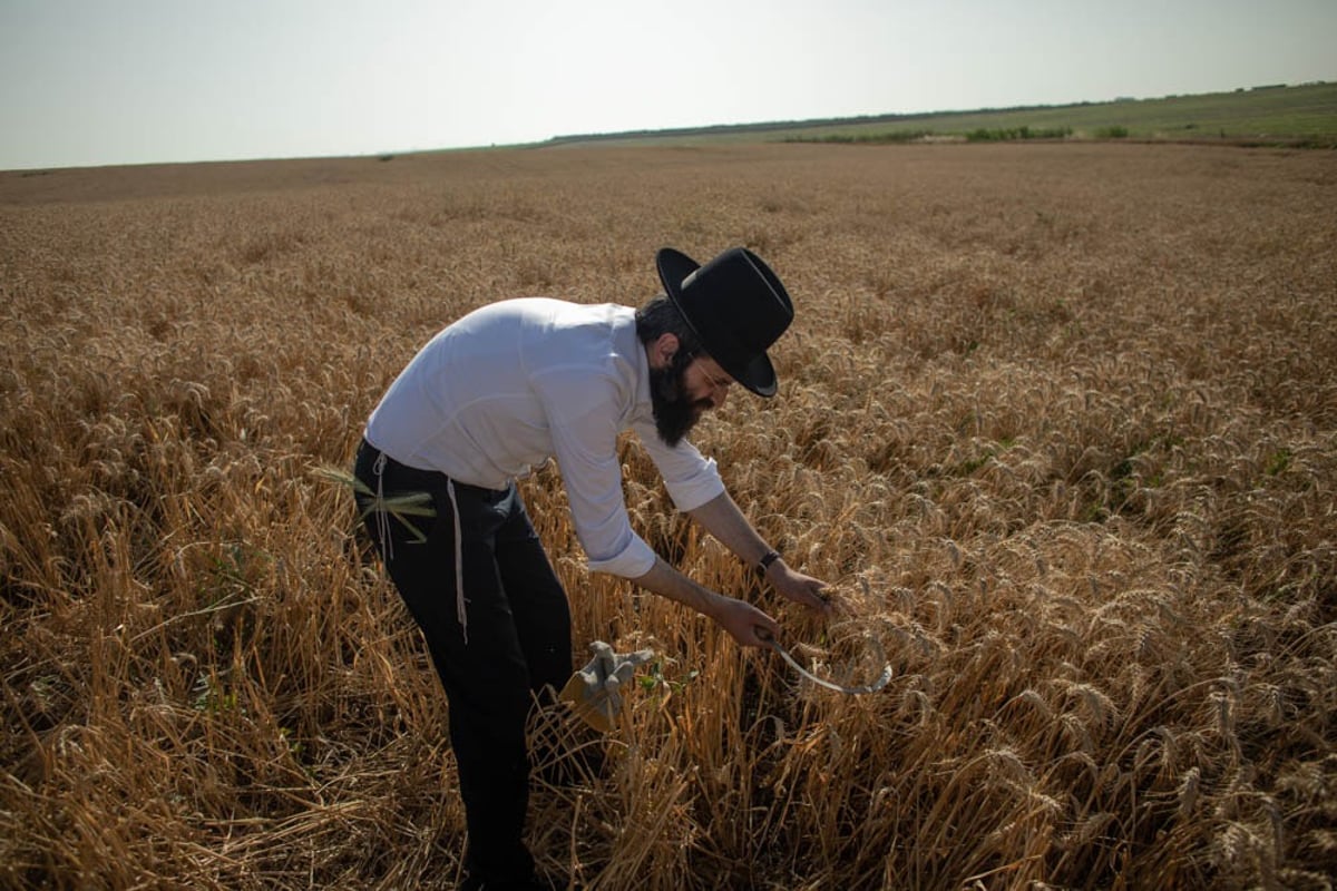 תיעוד מיוחד: האברכים יצאו לקציר חיטים