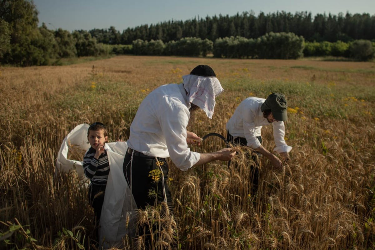 תיעוד מיוחד: האברכים יצאו לקציר חיטים