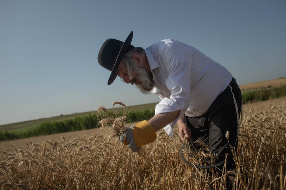 תיעוד מיוחד: האברכים יצאו לקציר חיטים